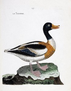 Tableau zoologique (ornithologie) : tadorne (tadorna tadorna). Illustration dans « L