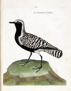 Planche zoologique (ornithologie) : le pluvier argenté (pluvialis squatarola). Illustration dans « L