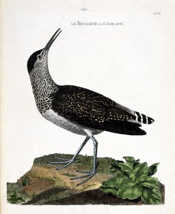 Carte zoologique (ornithologie) : chevalier cul-blanc (tringa ochropus). Illustration dans « L