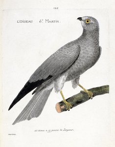 Carte zoologique (ornithologie) : busard Saint-Martin (circus cyaneus) sur une branche. Illustration dans « L