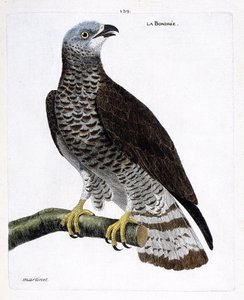 Planche zoologique (ornithologie) : la bondrée apivore (pernis apivorus) sur une branche. Illustration dans « L