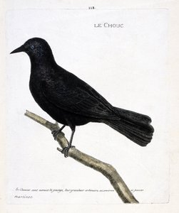 Planche zoologique (ornithologie) : le choucas des tours (corvus monedula) sur une branche. Illustration dans « L