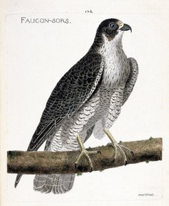 Planche zoologique (ornithologie) : le faucon pèlerin (falco peregrinus) sur une branche. Illustration dans « L