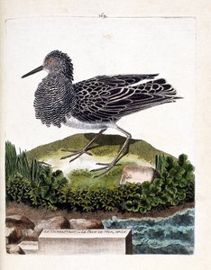 Tableau zoologique (ornithologie) : le combattant ou le mâle paon de mer (philomachus pugnax). Illustration dans « L