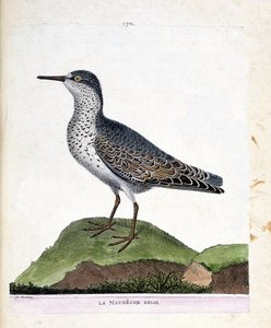 Carte zoologique (ornithologie) : bécasseau violet (calidris maritima). Illustration dans « L