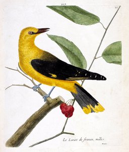 Planche zoologique (ornithologie) : le loriot mâle (oriolus oriolus) sur une branche. Illustration dans « L