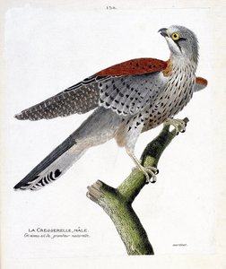Planche zoologique (ornithologie) : le faucon crécerelle mâle (faucon crécerelle ou falco tinnunculus) sur une branche. Illustration dans « L