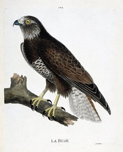 Carte zoologique (ornithologie) : buse variable (buteo buteo) sur une branche. Illustration dans « L