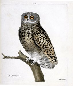 Planche zoologique (ornithologie) : La chouette (chouette hulotte ou strix aluco) sur une branche. Illustration dans « L