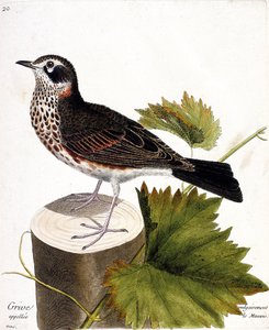 Planche zoologique (ornithologie) : La grive communément appelée la mauvis (grive mauvis ou turdus iliacus) sur une souche d
