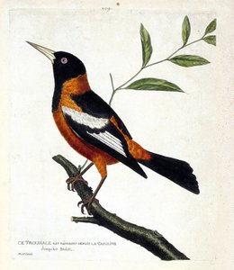 Planche zoologique (ornithologie) : le troupiale (icterus icterus) sur une branche. Illustration dans « L