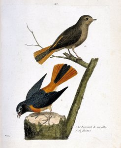 Planche zoologique (ornithologie) : Le rossignol des murailles sur une souche d