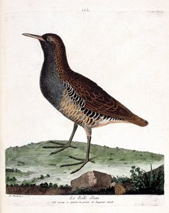 Tableau zoologique (ornithologie) : le râle d