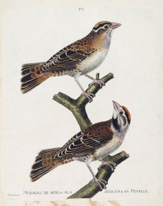 Planche zoologique (ornithologie) : le moineau des bois (spizea arborea) et sa femelle (petronia petronia). Illustration dans « L