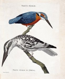 Planche zoologique (ornithologie) : de haut en bas : Martin-pêcheur (martin-pêcheur d