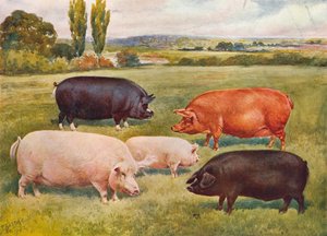 Races de porcs, vers 1902-1910