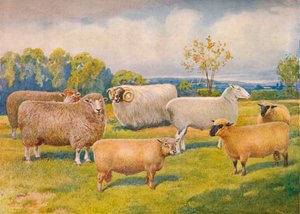 Races de moutons