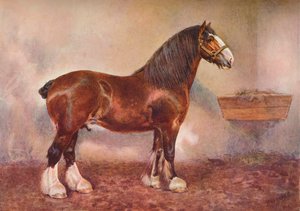Étalon Clydedale Prince of Albion, vers 1900-1910 - Frank Babbage