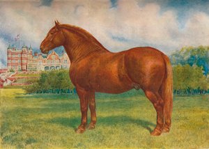 Suffolk sire Prince Wedgwood - Frank Babbage