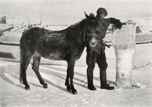 Gran avec mule Lal Khan, c1911, 1913