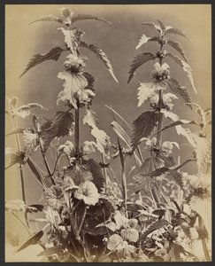 [Étude florale]