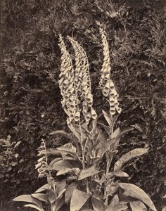 Digitale, vers 1860 - Frank Mason Good