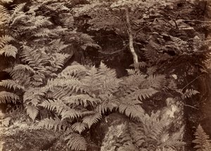Étude de fougère sans titre, fin des années 1870