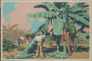 Coupe de bananes en Jamaïque