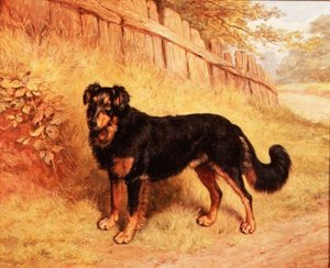 Border Collie - Frank Paton