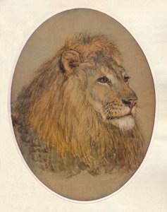 Tête de lion - Frank Paton
