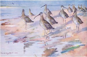Courlis à Blakeney Point (lithographie) - Frank Southgate