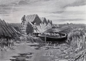 Norfolk Broads : Empilage de roseaux