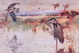 Le héron, illustration de Wild Nature & Country Life publiée par Hodder & Stoughton, vers 1910 - Frank Southgate