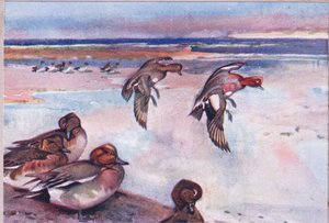 Canards siffleurs, illustration de Wild Nature & Country Life publiée par Hodder & Stoughton, vers 1910 - Frank Southgate