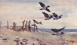 Vie sauvage en East Anglia : Immigrants d