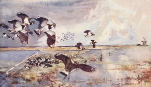 Vie sauvage en East Anglia : Capture de Pluviers - Frank Southgate