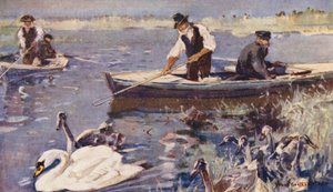 Vie sauvage en East Anglia : Capture des cygnes - Frank Southgate