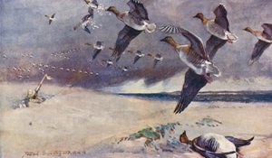Vie sauvage en East Anglia : Chasse à l