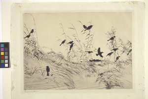 Merles Et Joncs - Frank Weston Benson