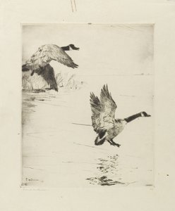 Oies atterrissant - Frank Weston Benson