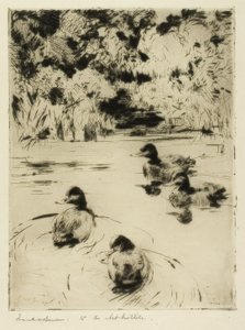 Petits oiseaux bleus