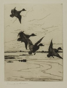Canards atterrissant