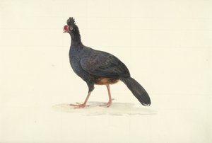 Oiseau coureur noir avec un bec rouge court et épais - François Levaillant (circle of)
