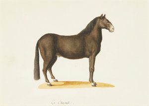 Le Cheval - Franz Anton von (attr.to) Scheidel