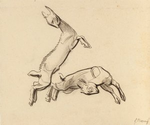 Chevreaux sautant