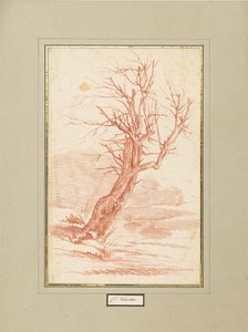 Étude sur les arbres - Franz Edmund Weirotter