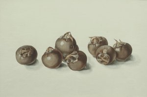 Nèfles - Franz Horny