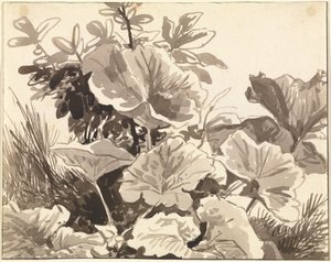 Étude des feuilles de tussilage