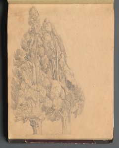 Album avec des vues de Rome et des environs, études de paysages, page 13a: Arbres - Franz Johann Heinrich Nadorp