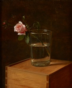 Rose dans un verre